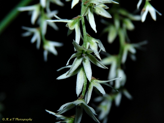 {Stenanthium gramineum}